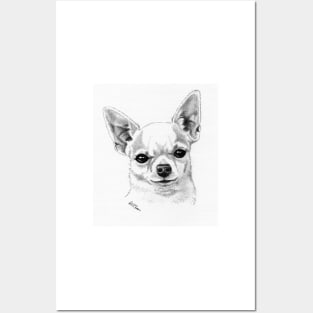 Proud champion smoothcoat chihuahua! Posters and Art